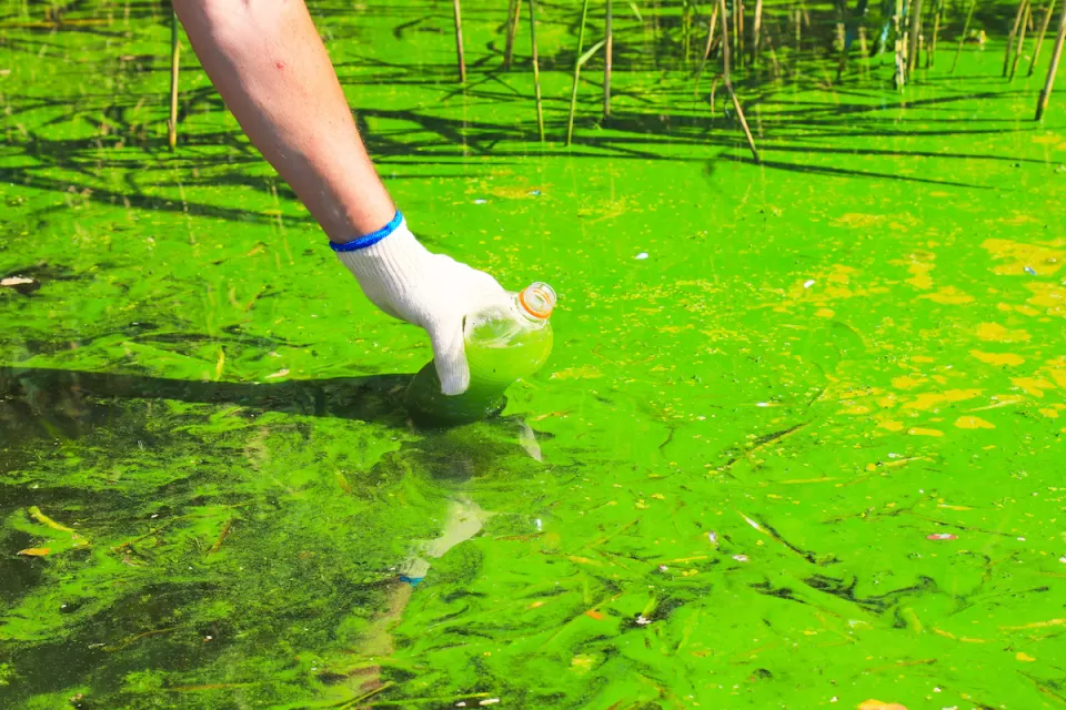 Close-up of bright green algae bloom on water surface with persons hand reaching in to take a sample in a clear plastic water bottle.